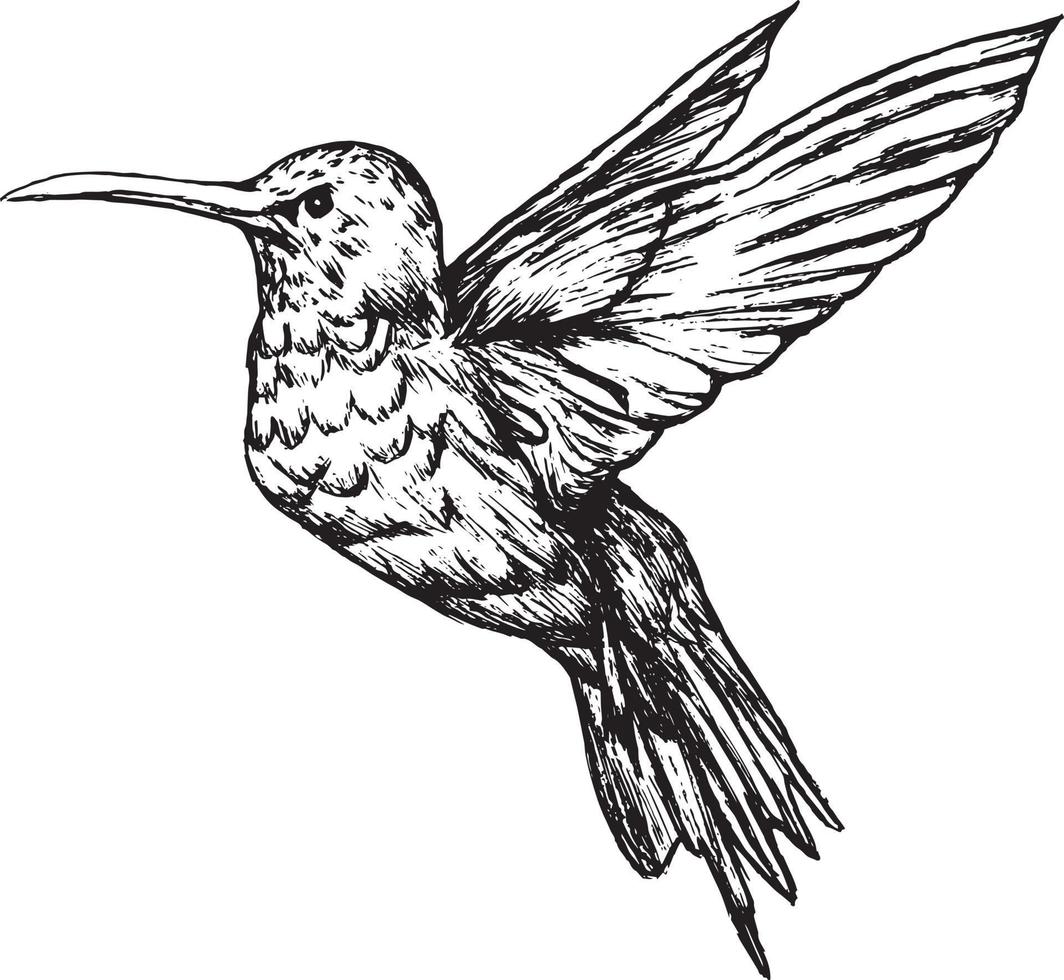 vector de ilustración de colibríes