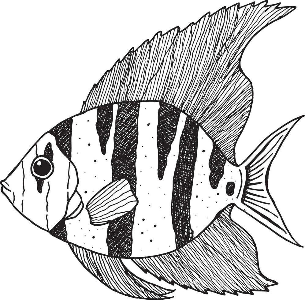 Sea Fish Illustration vector