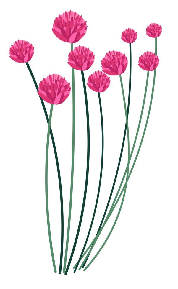 hierba de flor de trébol con flora floreciente rosa vector