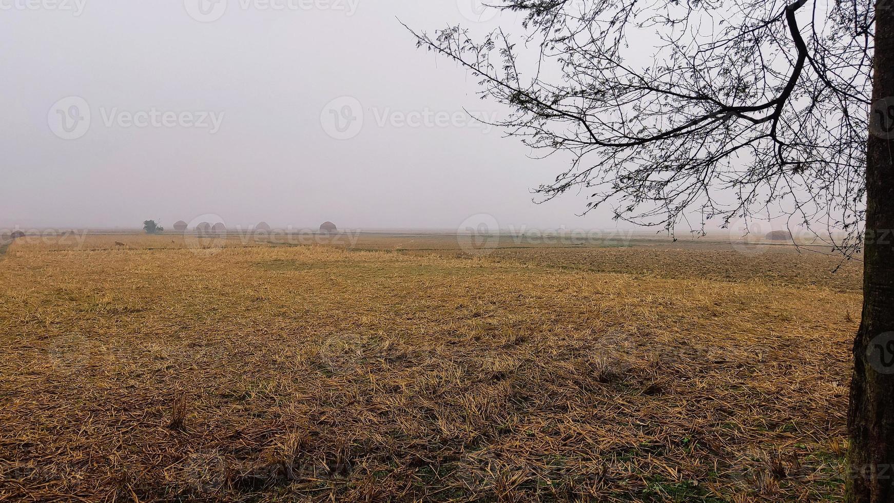 niebla en el campo de arroz en el pueblo foto
