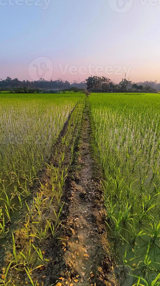 Vertical shot of a dirt road with grass field photo