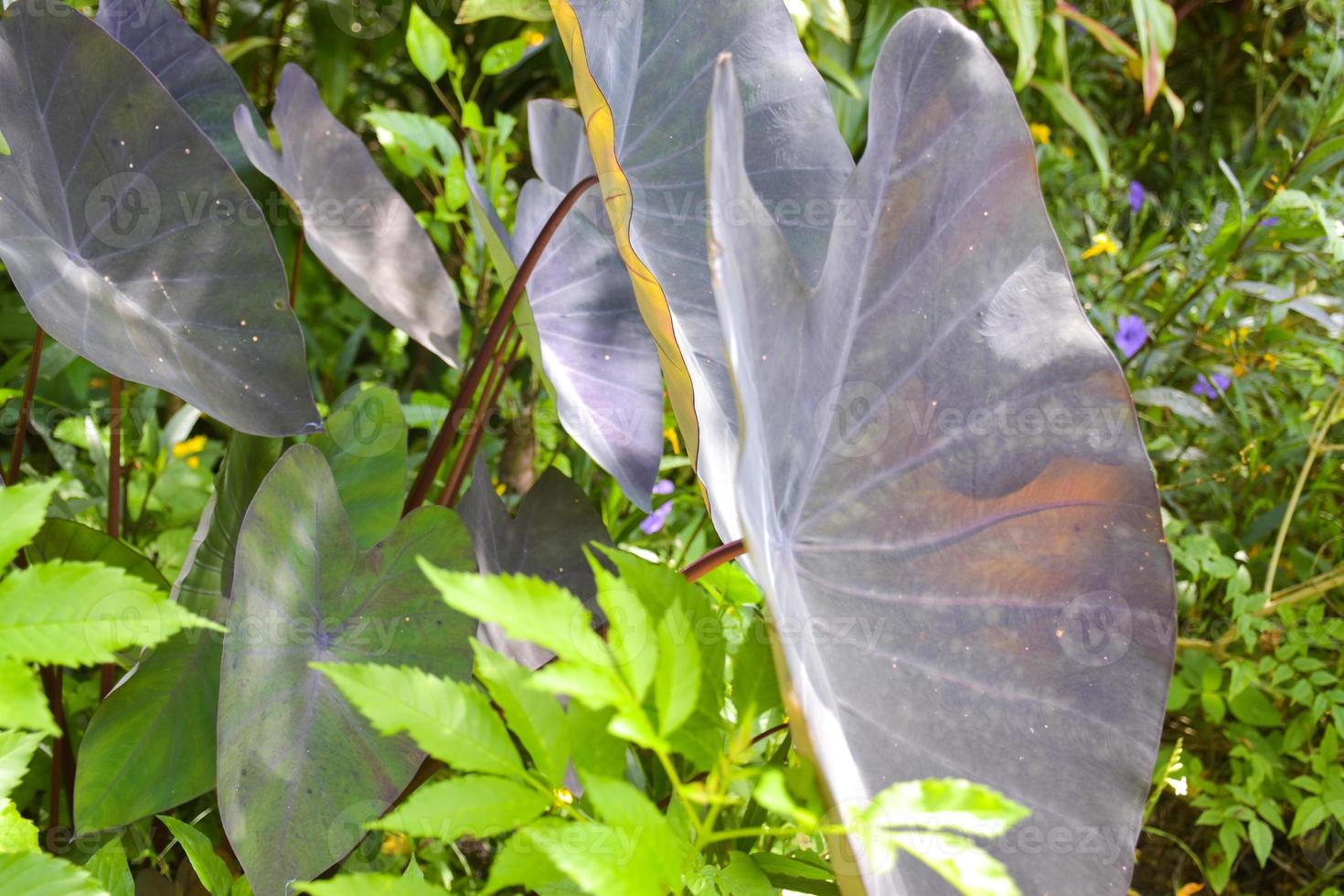 green leaves beauty nature in garden Thailand photo