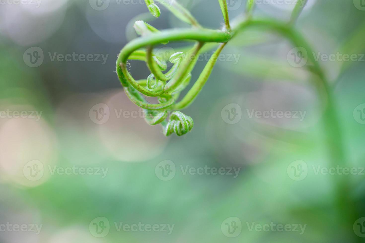 Treetops, swaying with the wind photo