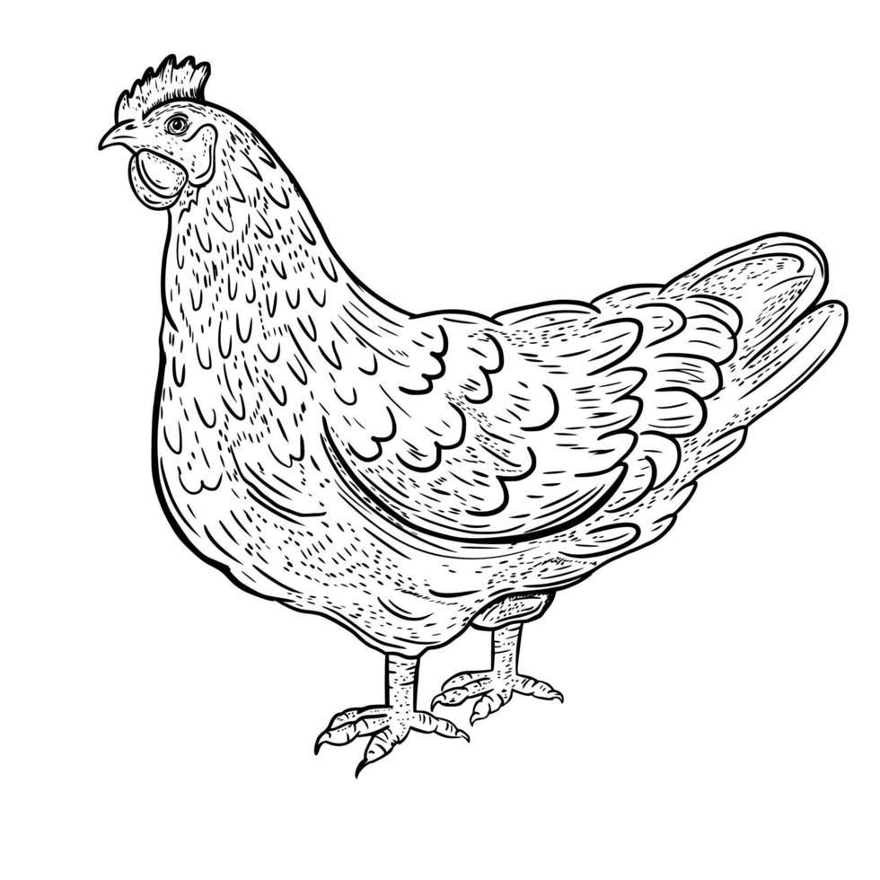 Vector drawing, sketch chicken. The bird is domestic.