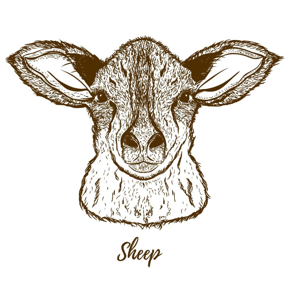 Vector sketch of a sheep. Isolated on white background. Realistic black and white sketch