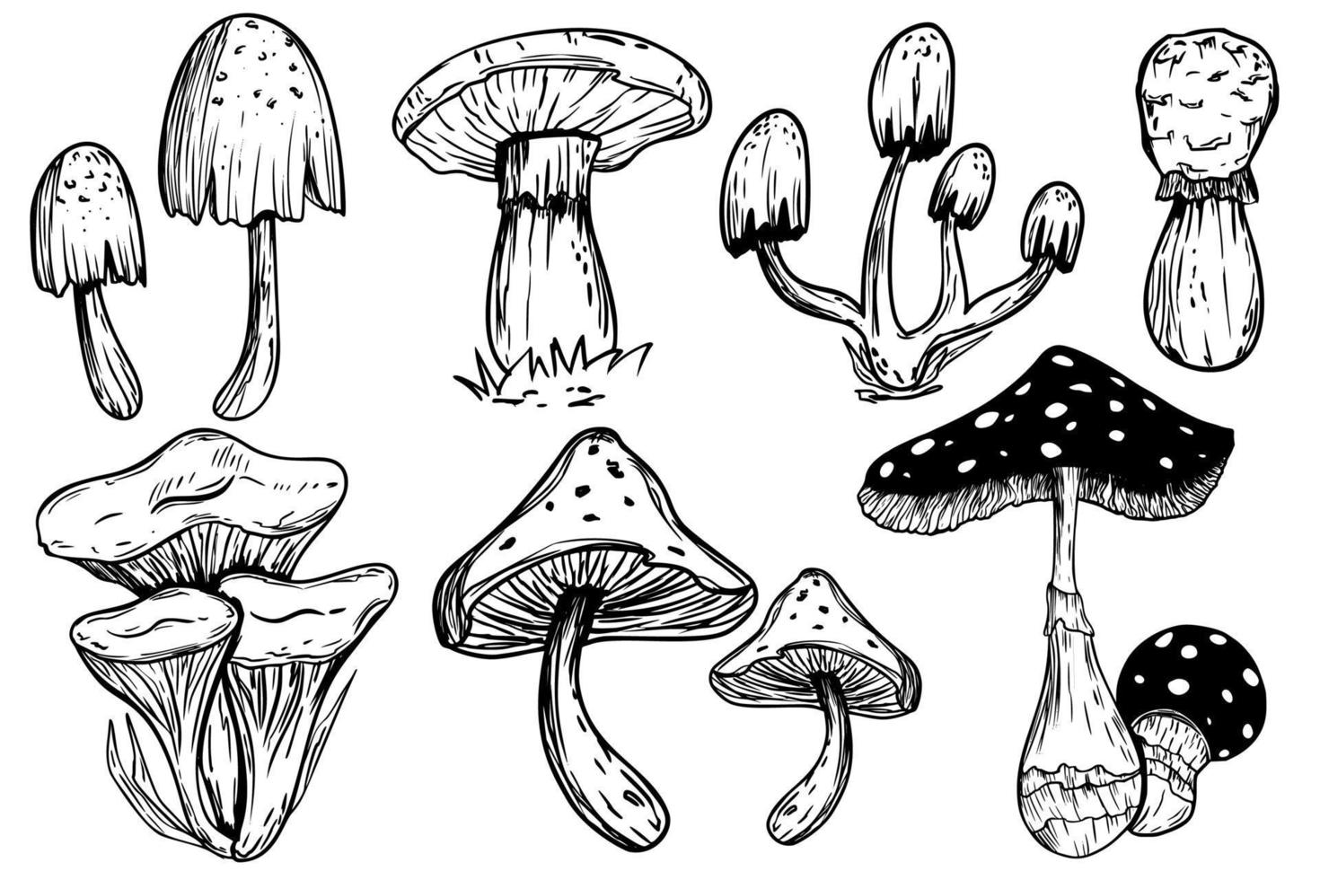 Set of poisonous mushrooms. Fly agaric. White toadstool. Mushroom family. Sketch. Graphics. Hand drawn vector illustration. Dangerous mushrooms on a white background.