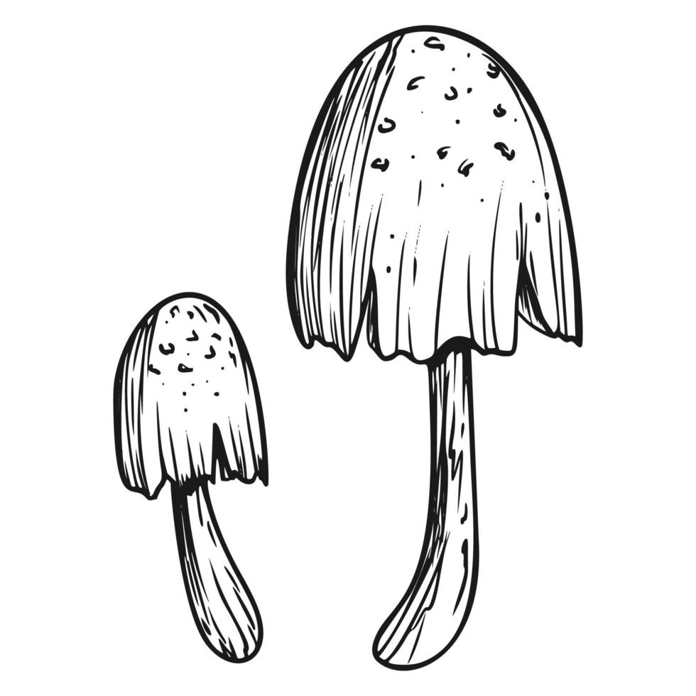 Poison mushroom. Fly agaric. White toadstool. Mushroom family. Sketch. Graphics. Hand drawn vector illustration. Dangerous mushroom isolated on white background.