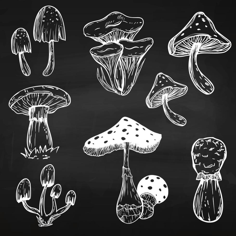 Set of poisonous mushrooms. Fly agaric. White toadstool. Mushroom family. Sketch. Graphics. Hand drawn vector illustration. Dangerous mushrooms on a white background.