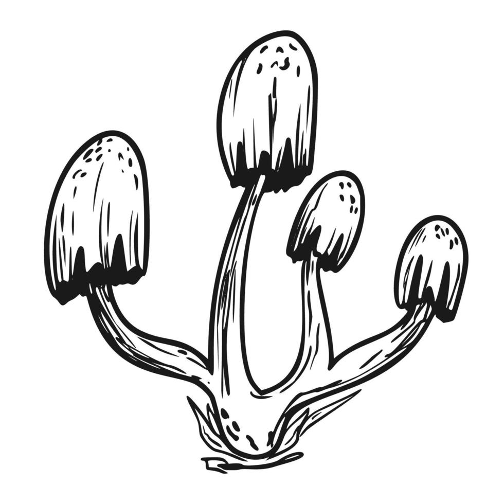 Poison mushroom. Fly agaric. White toadstool. Mushroom family. Sketch. Graphics. Hand drawn vector illustration. Dangerous mushroom isolated on white background.