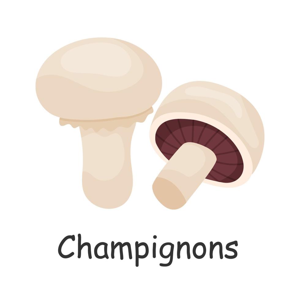 Champignons. Mushroom. Isolated on white background. Forest. For your design. vector