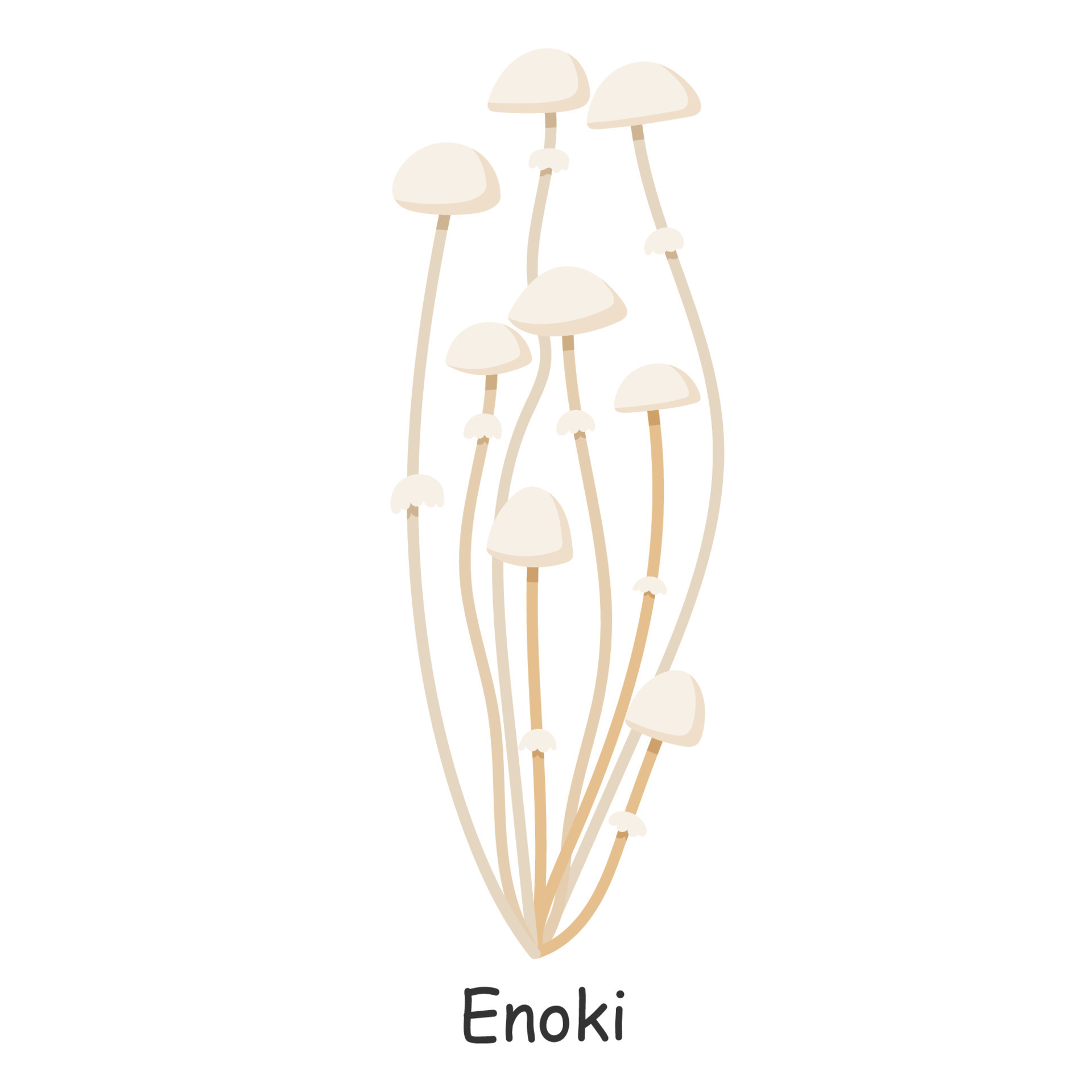 Enoki. Mushroom. Isolated on white background. Forest. For your design