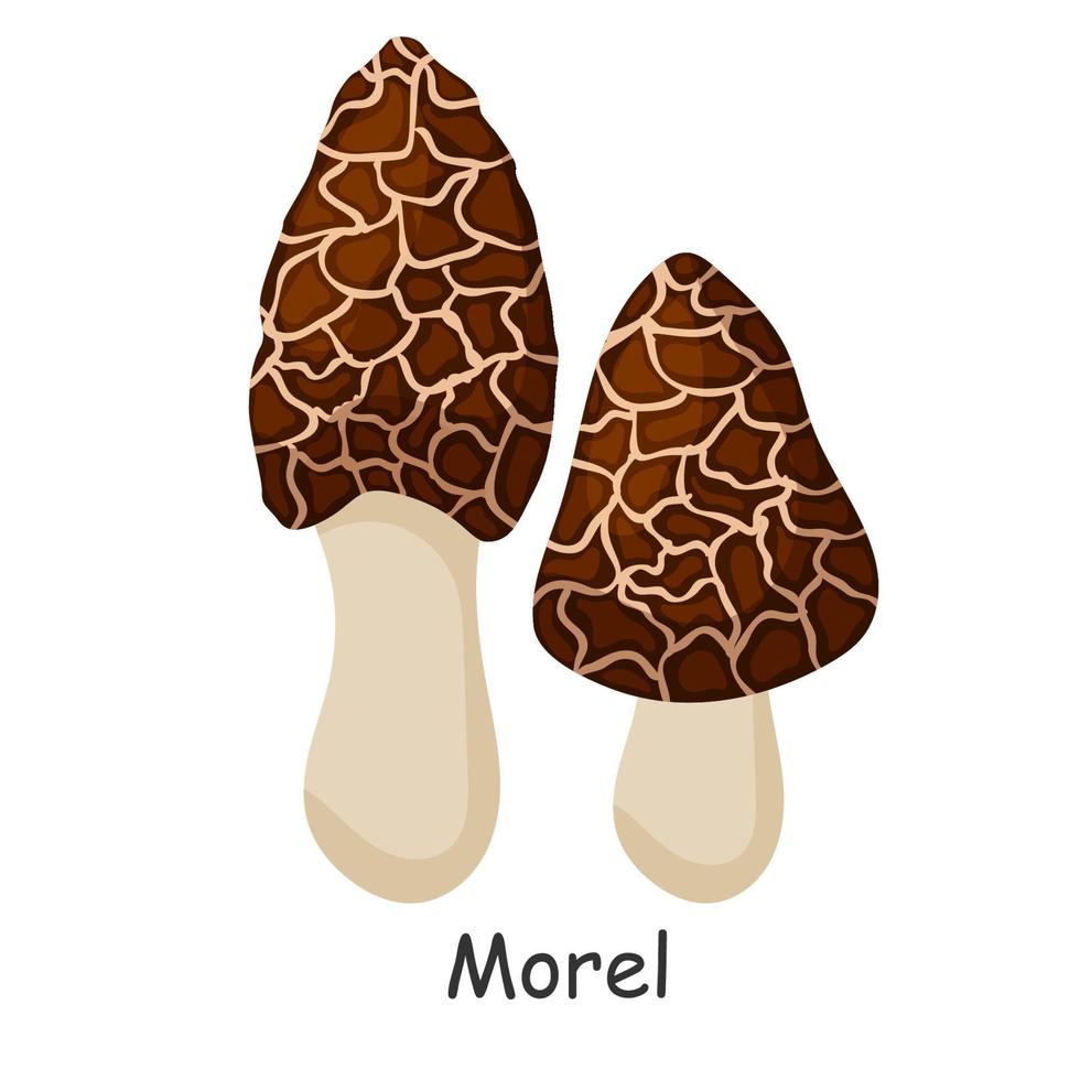 Morel. Mushroom. Isolated on white background. Forest. For your design. vector