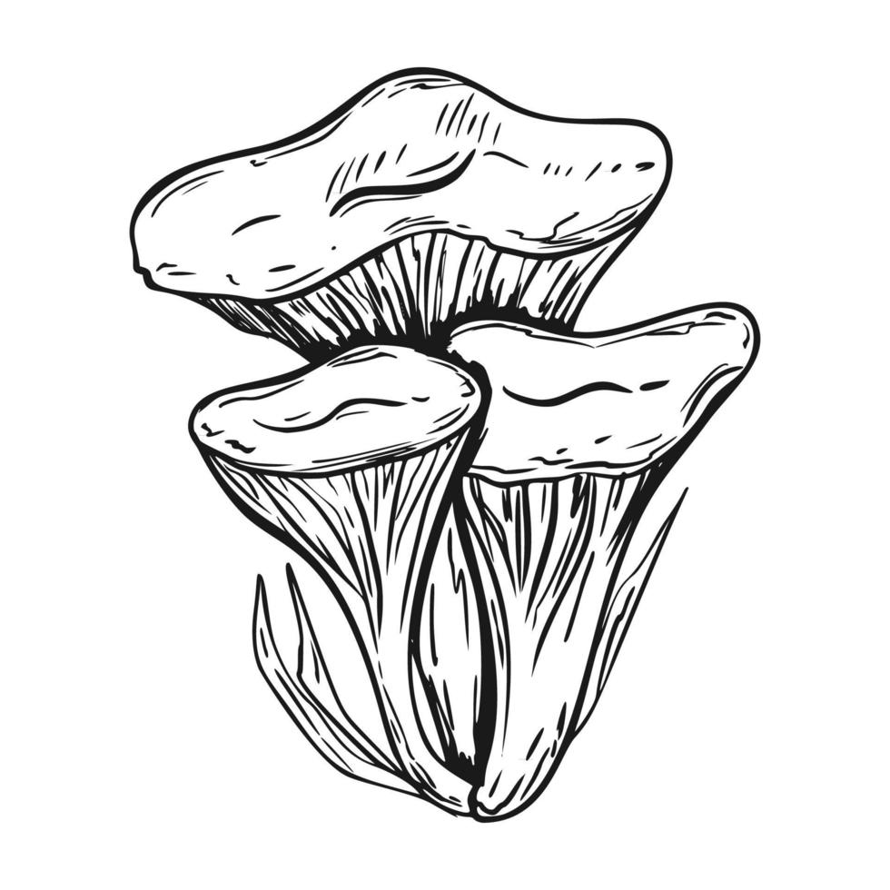 Poison mushroom. Fly agaric. White toadstool. Mushroom family. Sketch. Graphics. Hand drawn vector illustration. Dangerous mushroom isolated on white background.