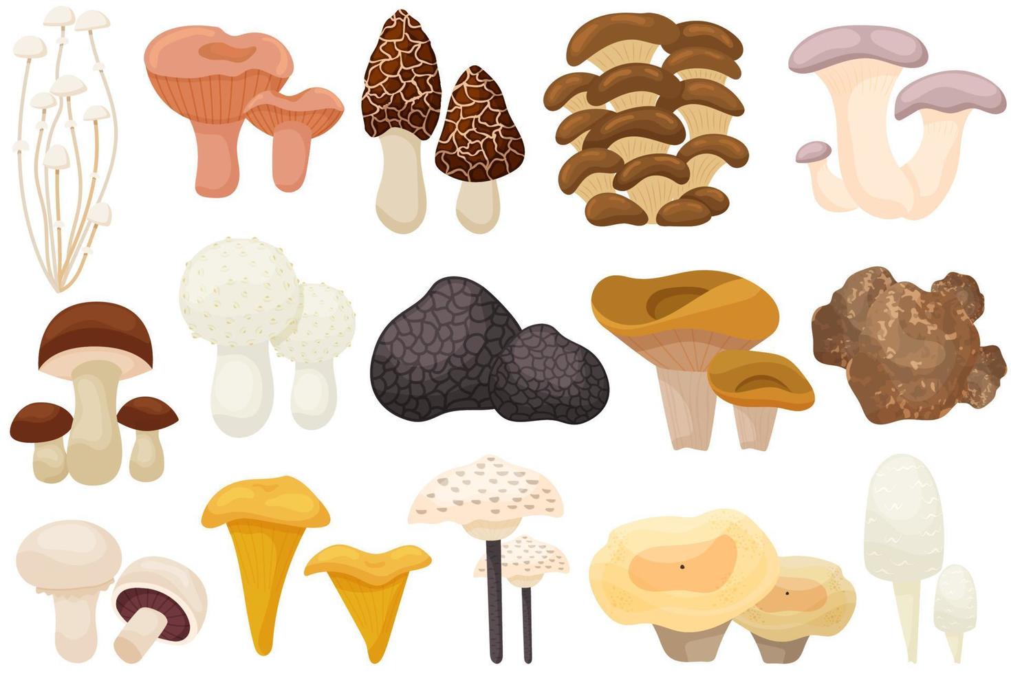 Edible mushrooms set. Mushroom. Isolated on white background. Forest. For your design. vector