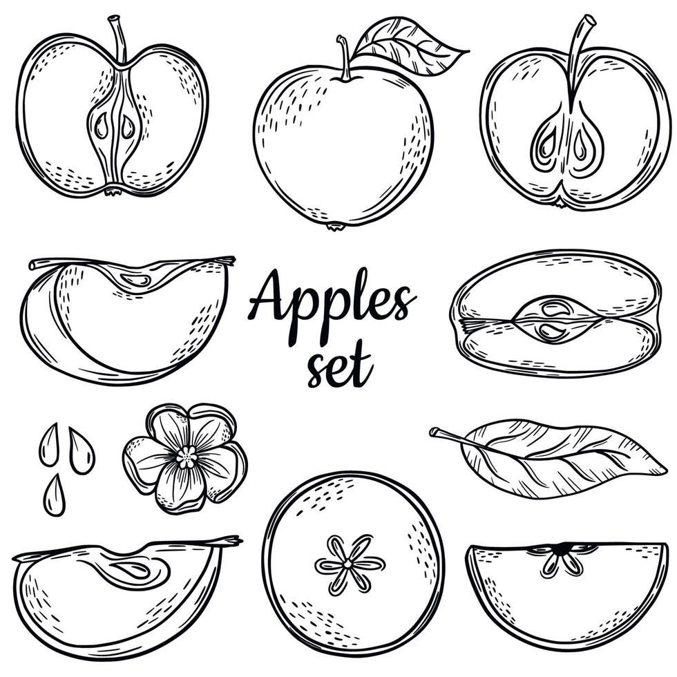 Big set sketch apple. Hand drawing. Line. Icon. Set of elements. Fruit concept. Set of elements. vector