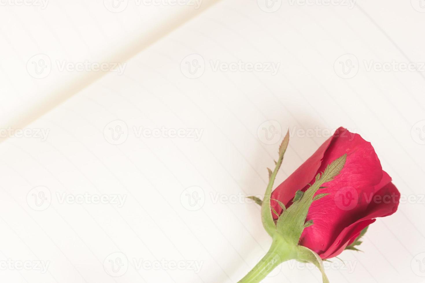 Red rose on notebook background photo