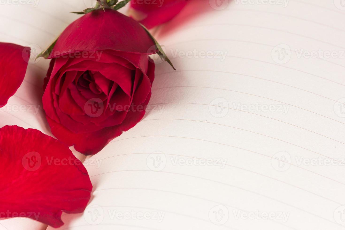 Red rose on notebook background photo