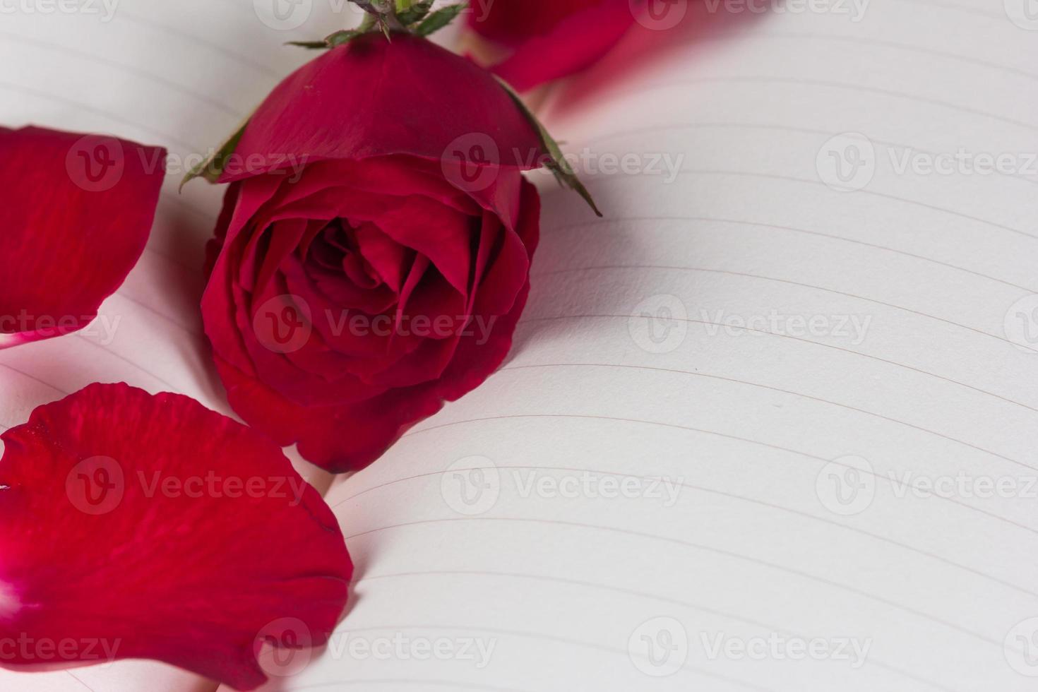 Red rose on notebook background photo