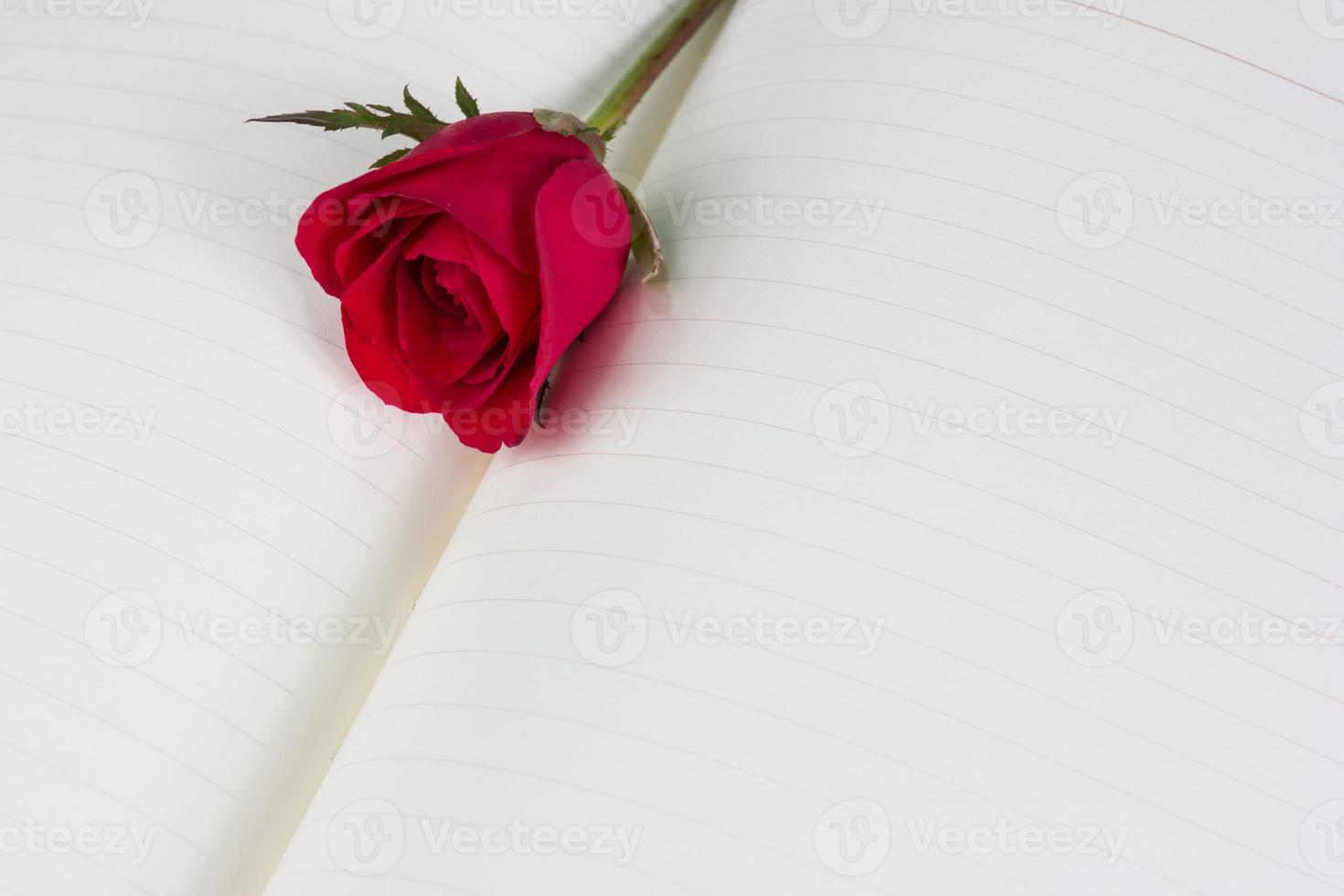 Red rose on notebook background photo