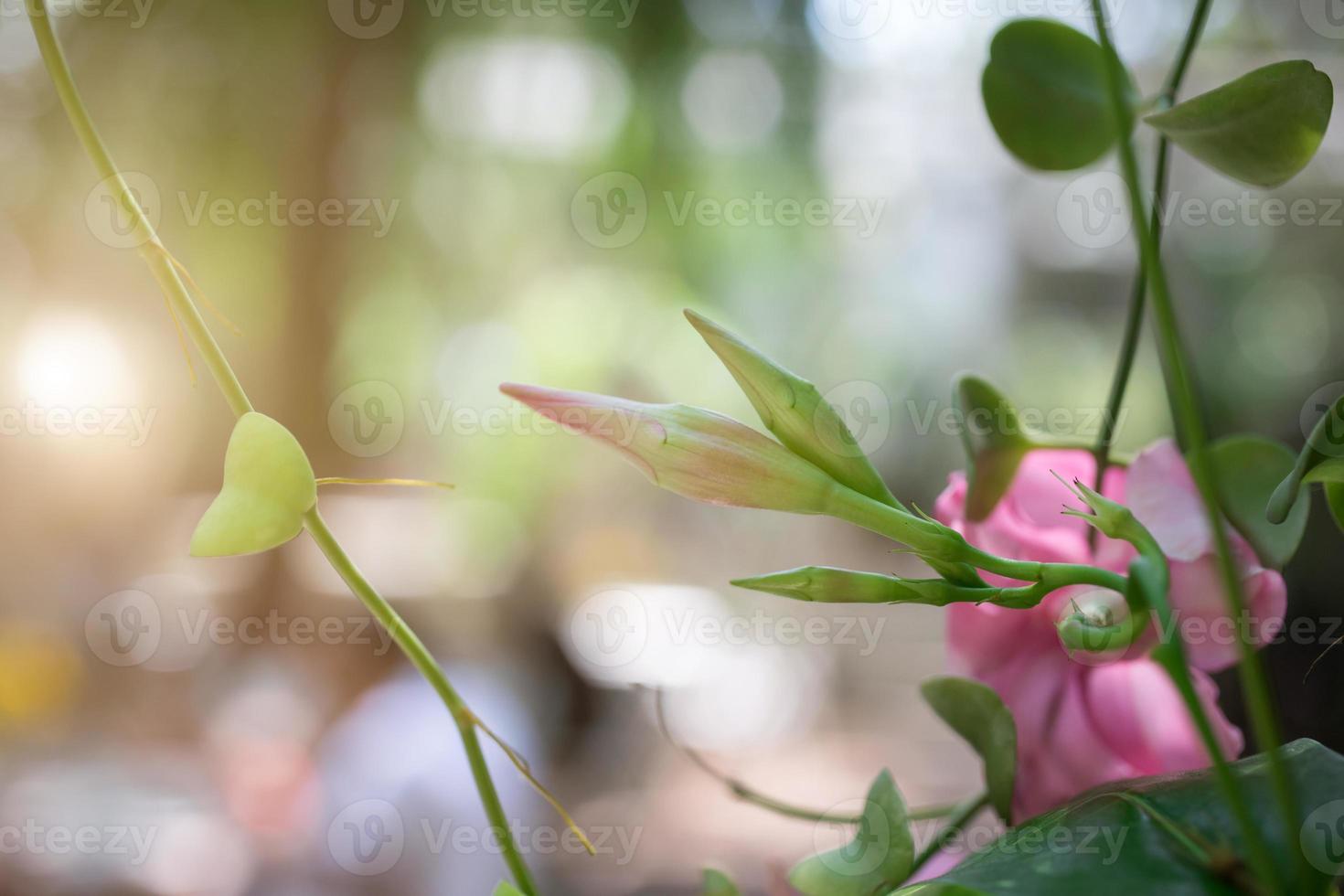 Flowers light bokeh in nature photo