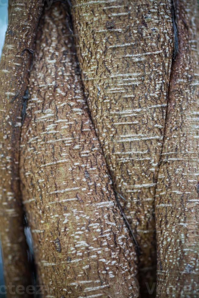 roots texture in the fertile garden. photo