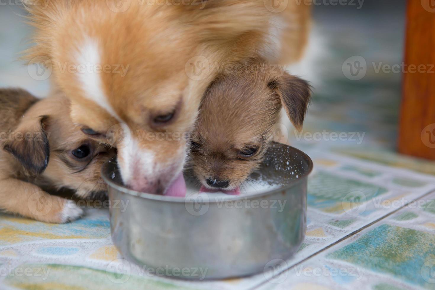 The puppies and the mother dog are feeding their milk in the morning photo