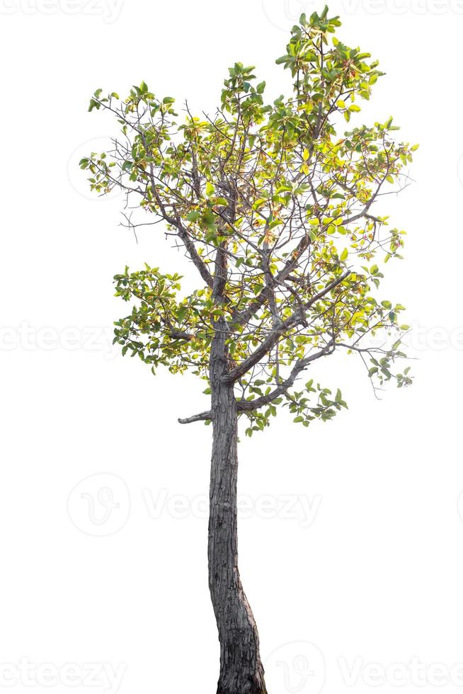 árbol aislado sobre fondo blanco foto