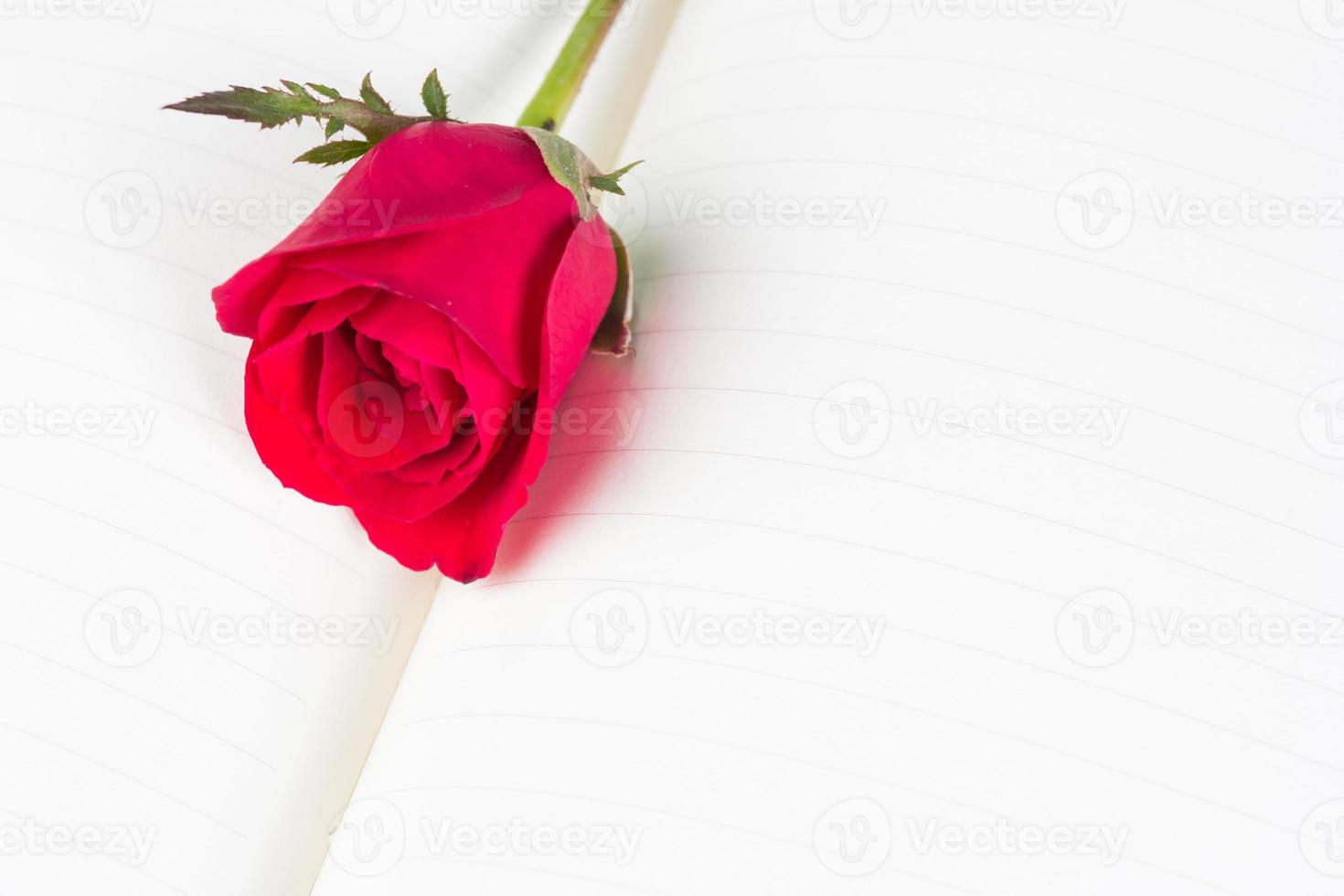 Red rose on notebook background photo