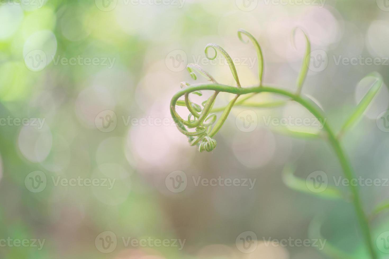 Treetops, swaying with the wind, pastel background photo