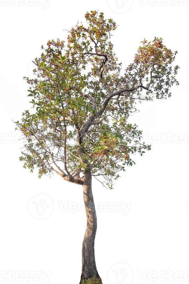 Tree isolated on white background photo