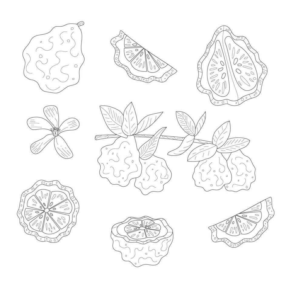 conjunto entero y trozo de bergamota, rama de árbol con flores en fondos aislados vector