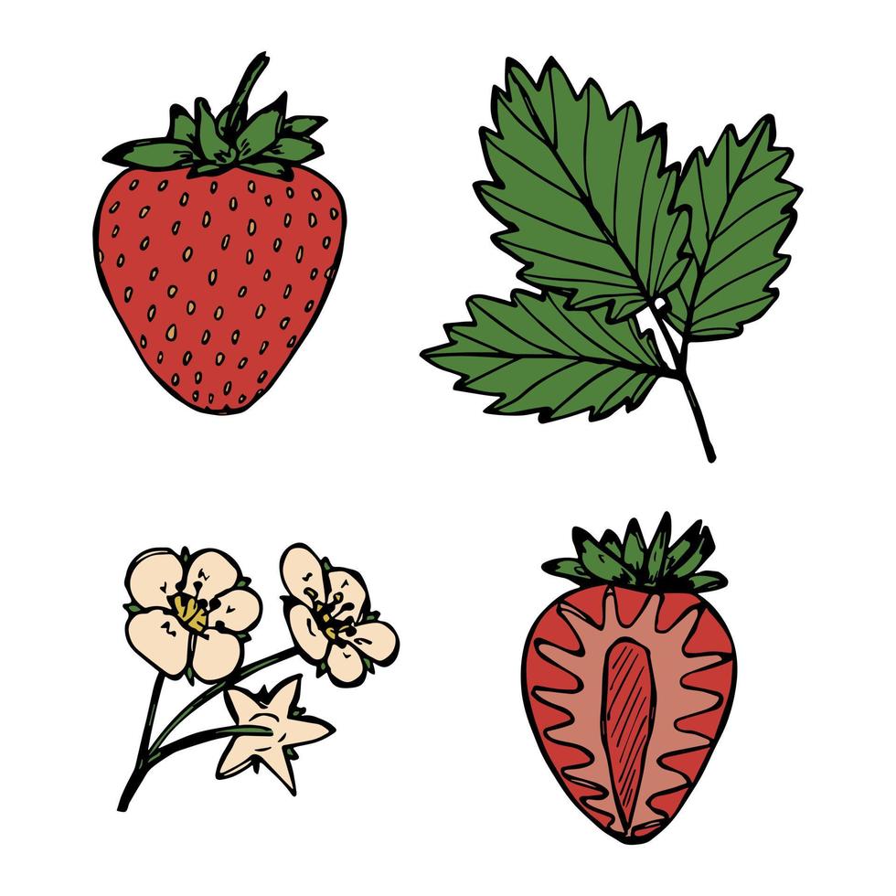 conjunto de vectores de imágenes prediseñadas de fresa. icono de baya dibujado a mano. ilustración de frutas para impresión, web, diseño, decoración, logotipo.