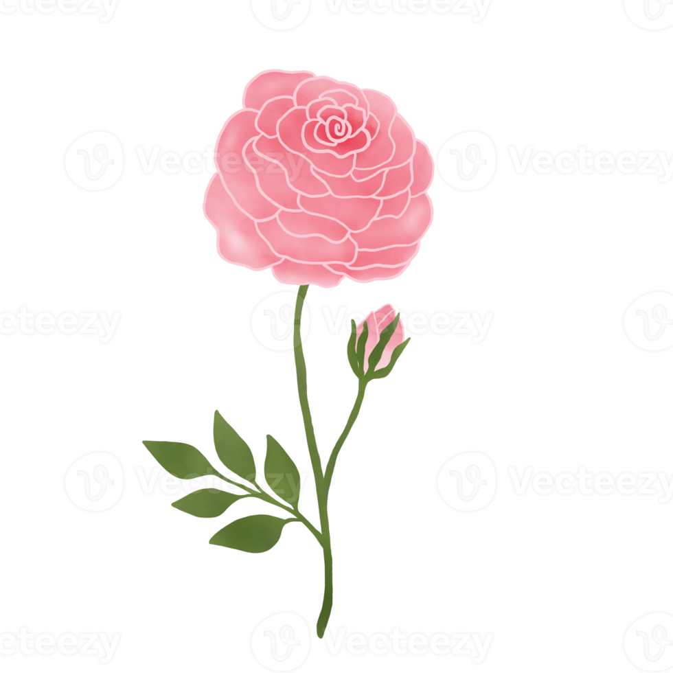 rosa reste sig. valentine symboler. vattenfärg blomma. png