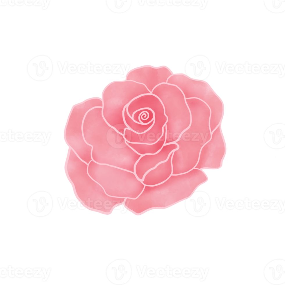 Pink Rose. Valentine Symbols. Watercolor Flower. png