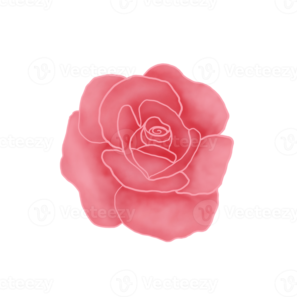 Pink Rose. Valentine Symbols. Watercolor Flower. png