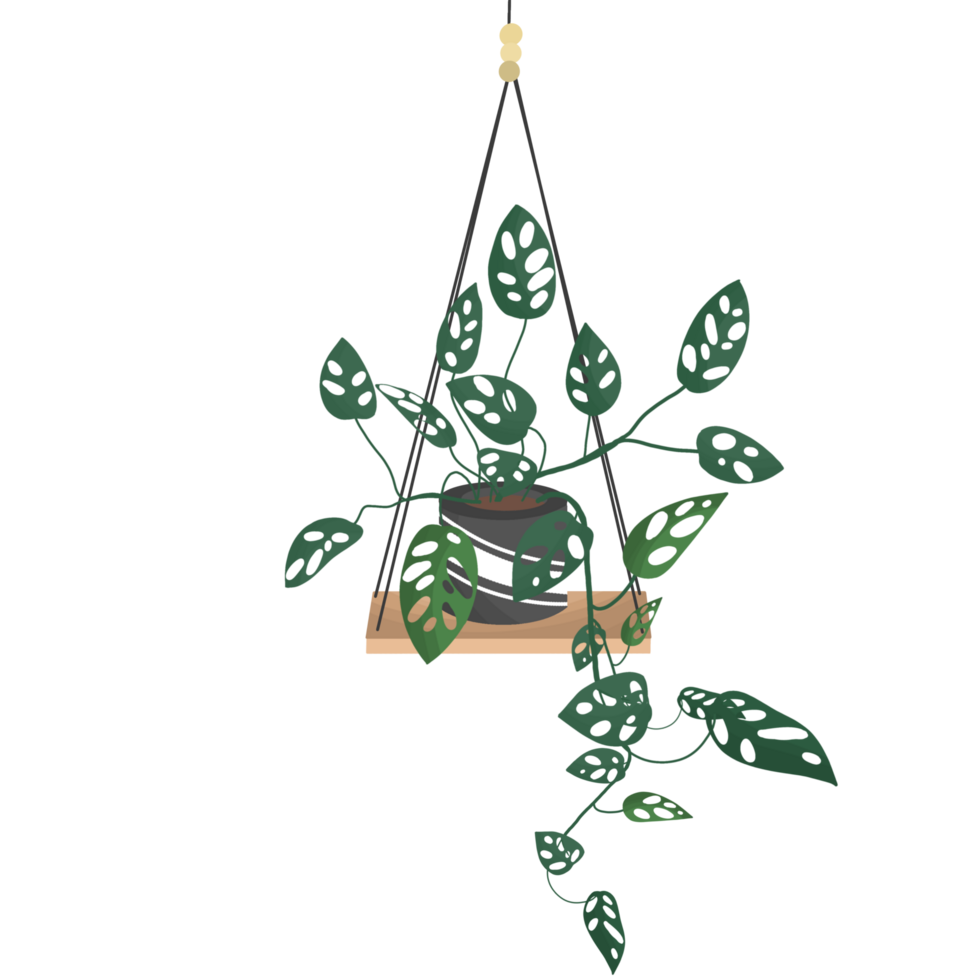 Free hanging plant growing in pots 17786270 PNG with Transparent Background