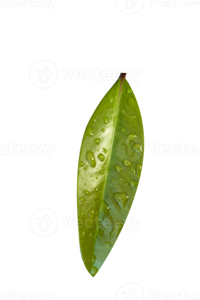 foglie verdi isolati su sfondo bianco png