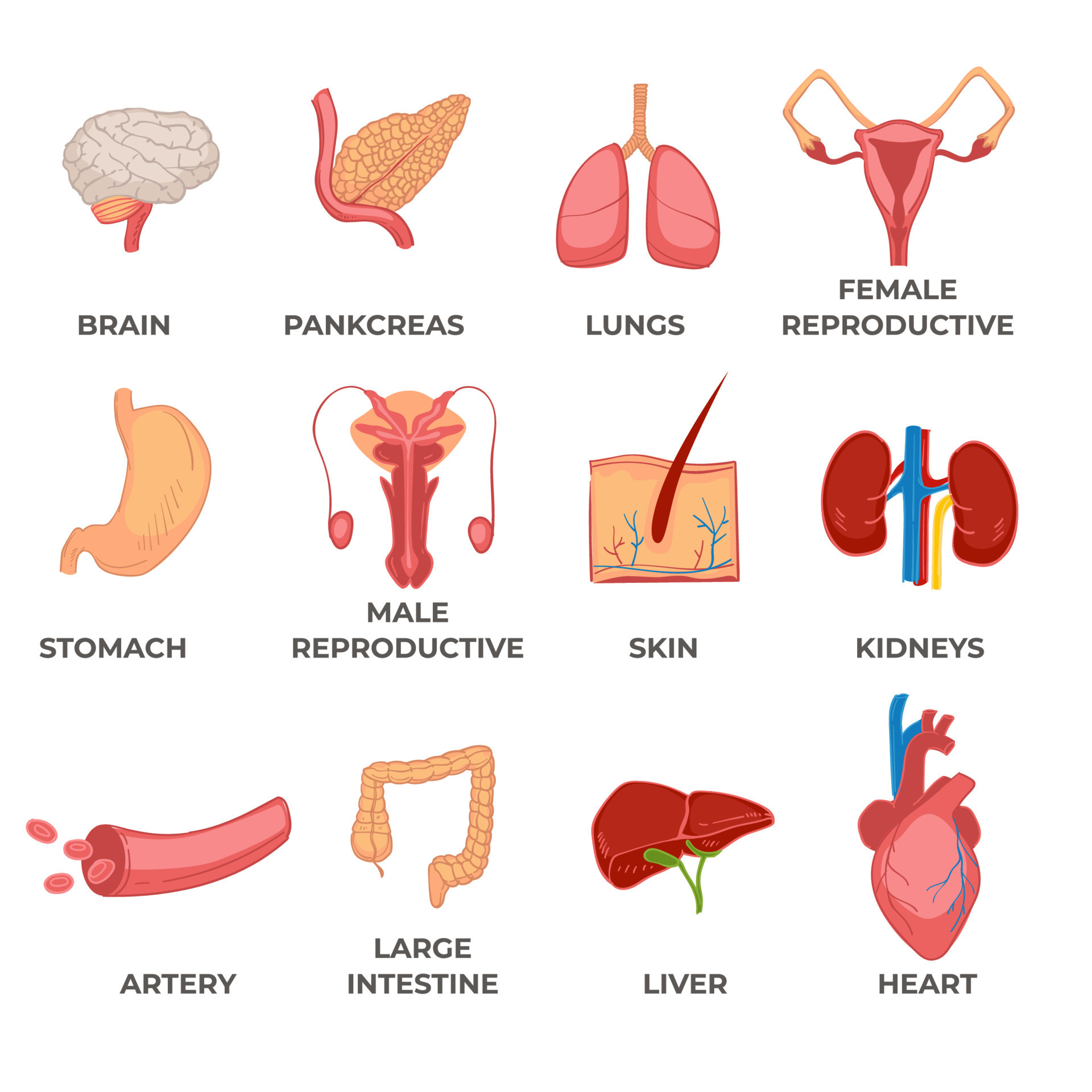 Organs of human body, systems and structures part 17793827 Vector Art ...