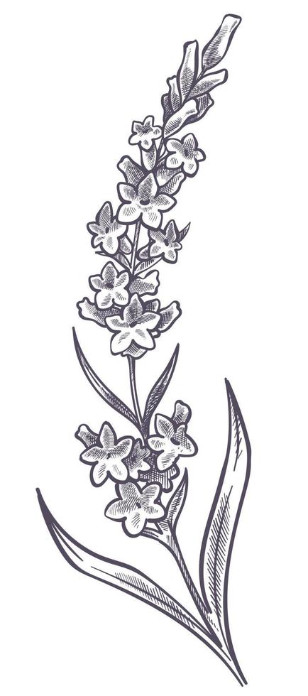 Lavender flower branch with leaves and petals vector