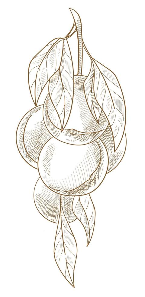 Branch with heavy ripe peaches or nectarine sketch vector