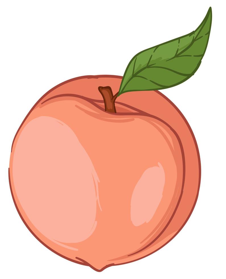 Peach or big apricot fresh fruit with green leaf vector