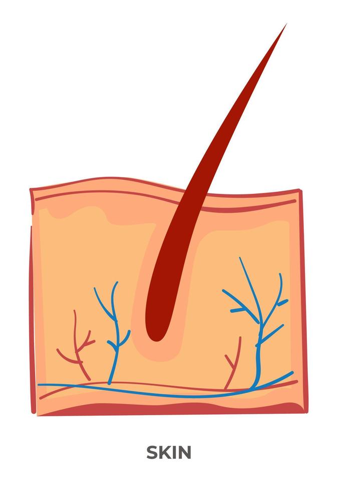 Skin organ of human body, anatomy and biology vector