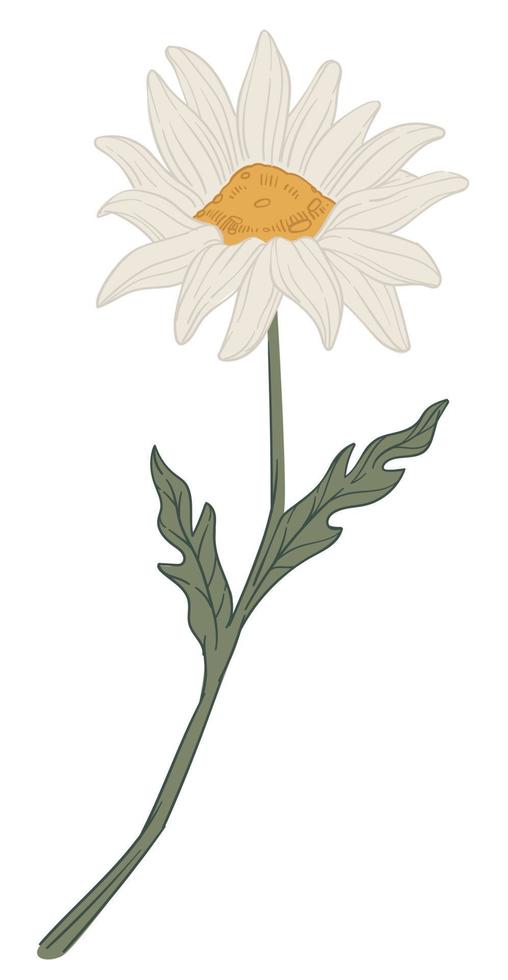 Chamomile flower in blossom, herbal flora vector