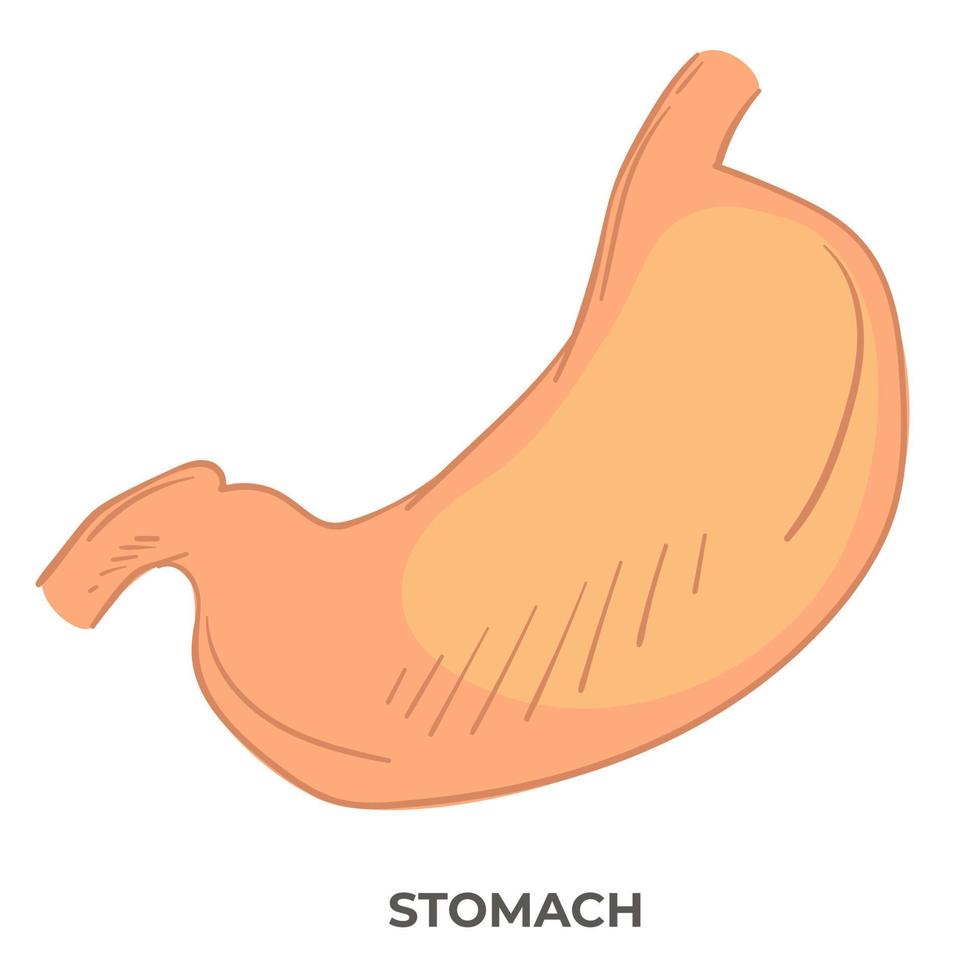 Stomach organ of human body, anatomy structure vector