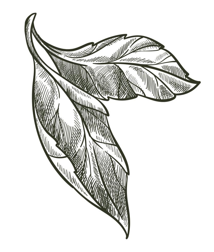 Leaf on branch, flora monochrome sketch outline vector