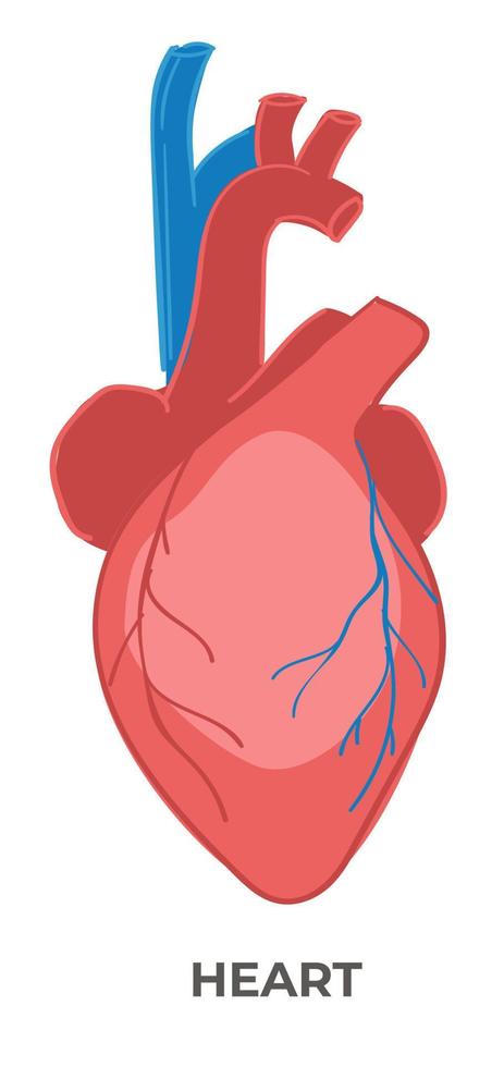 Heart organ of human body, biology and anatomy vector