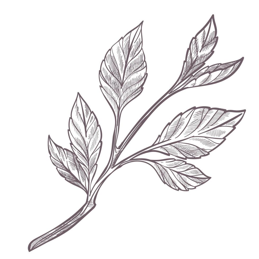 Small sapling or branch with leaves monochrome vector