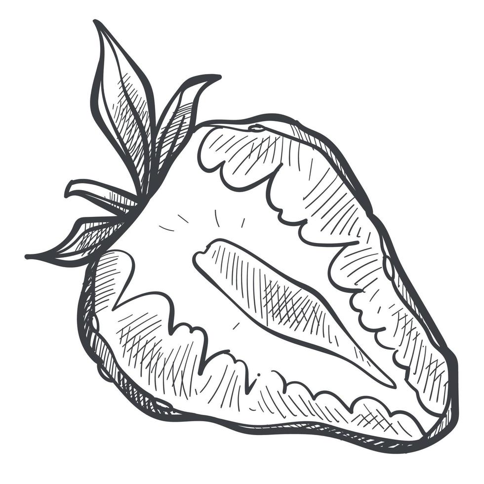 Strawberry berry cut in half, monochrome sketch vector