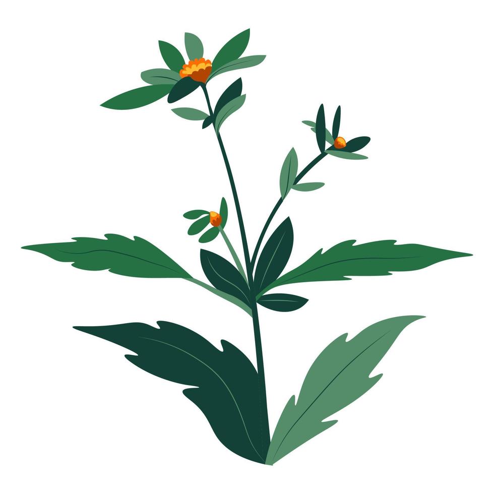Summer and spring decorative flowers and bushes vector