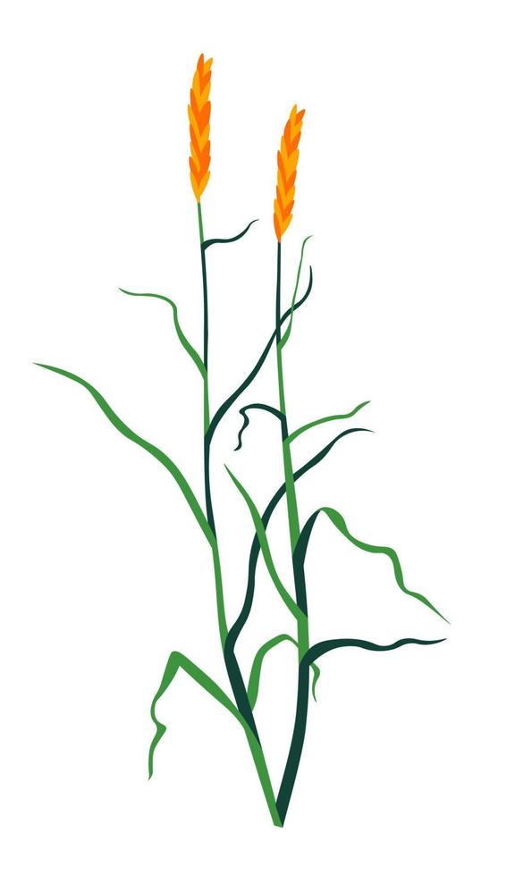 Grass wildflower plant with foliage and flora vector